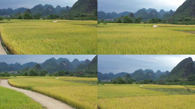 风吹水稻 水稻 丰收水稻 山区水稻 丰收