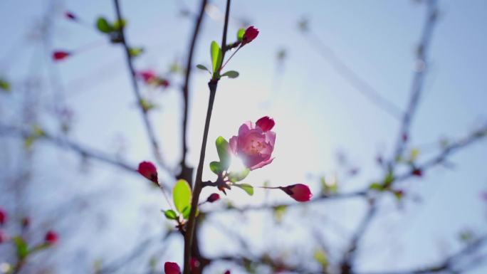 茉莉花 春天开花了 一朵花柳树阳光下的花