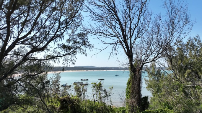 海边树林风景自然风光