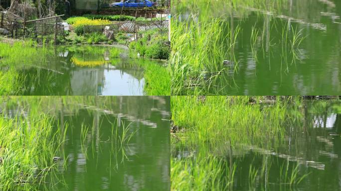 水生态水环境水草