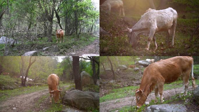 黄牛 散养牛 一群牛 山上 山里 牛