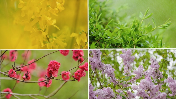 北京春天花合集各种花实拍