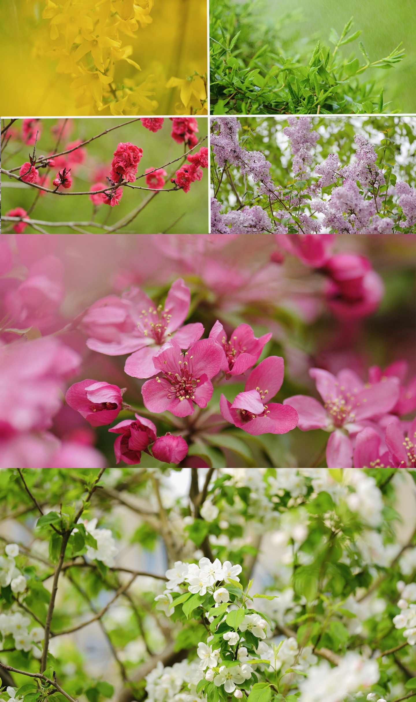 北京春天花合集各种花实拍