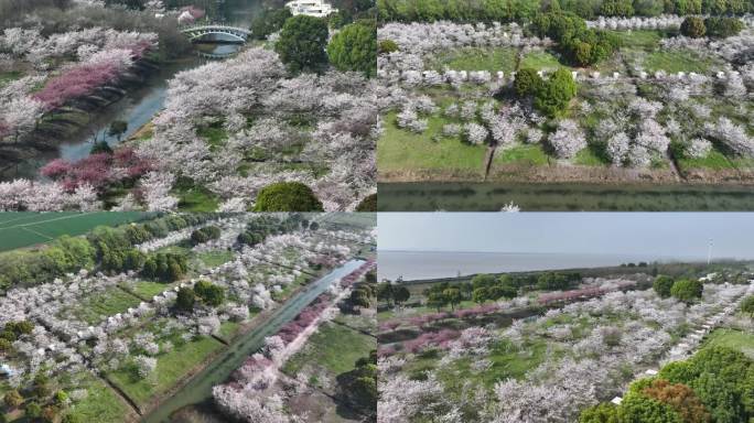 【航拍4k】海宁盐官九里桥春天樱花盛开