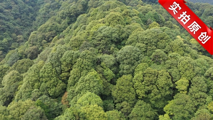 航拍高山森林绿色茂密丛林山脉树林