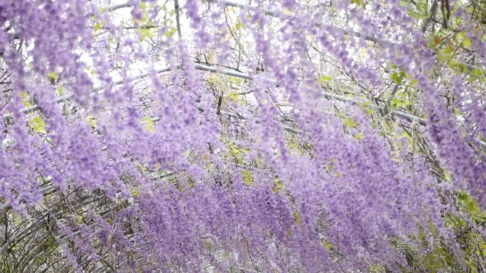 紫藤花廊里花朵随风飘荡升格慢镜头