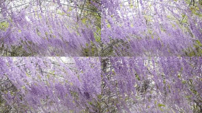 紫藤花廊里花朵随风飘荡升格慢镜头