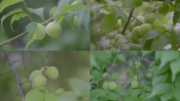 广东龙门南昆山青梅