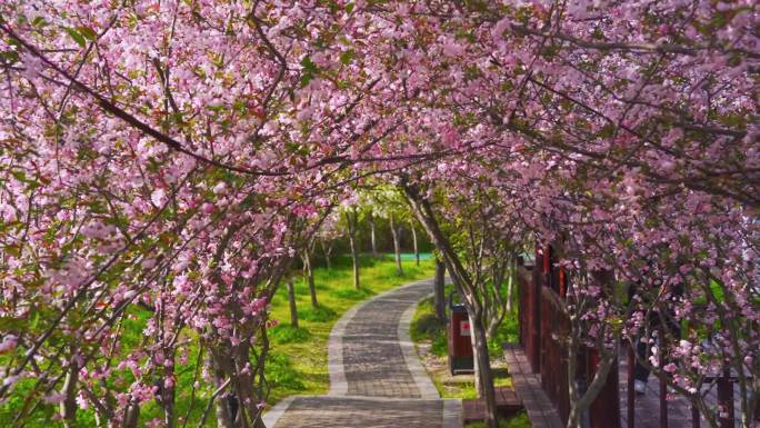扬州市江都区仙女镇生态公园春景海棠花景