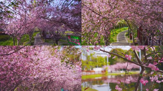 扬州市江都区仙女镇生态公园春景海棠花景