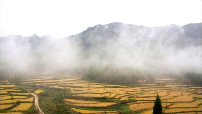 山谷稻子成熟 雨后云雾缭绕分外美丽