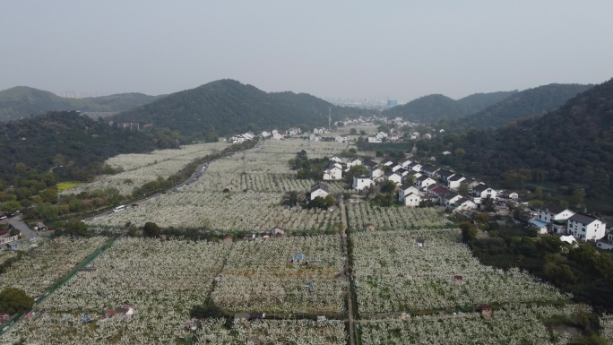 航拍苏州树山梨花节