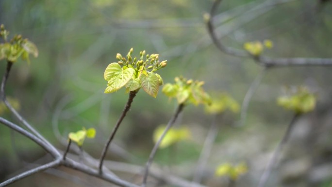 树枝 嫩芽 冬去春来 春天到了 树木发芽