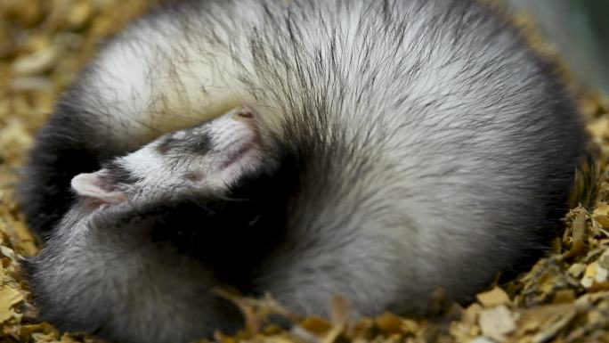 睡觉的鼬獾特写素材