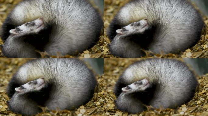 睡觉的鼬獾特写素材