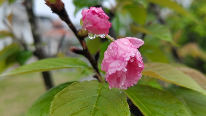 雨露花朵  雨中樱花