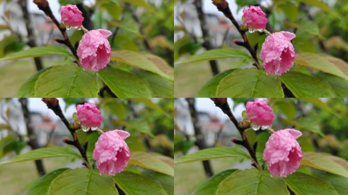 雨露花朵  雨中樱花