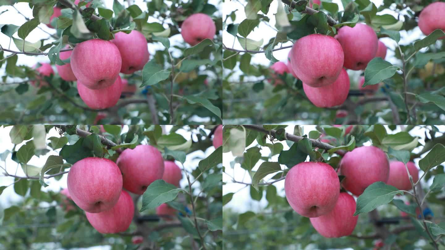瑞阳苹果熟了