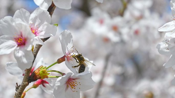 春天蜜蜂在盛开的樱花上采蜜慢镜头