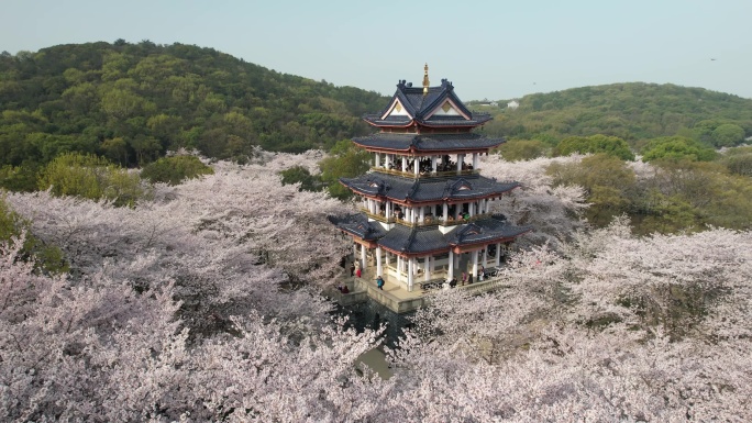 原创 江苏无锡太湖鼋头渚樱花谷航拍风光