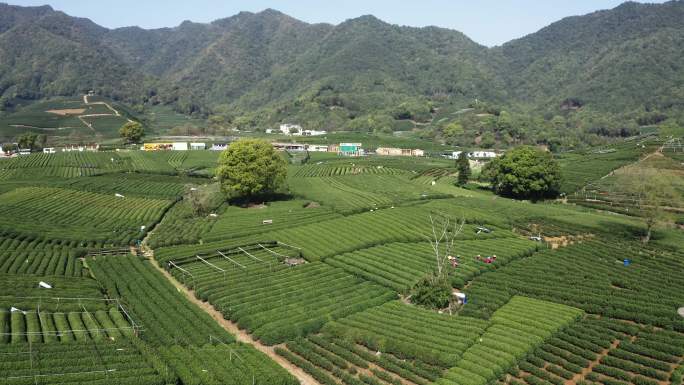 航拍浙江龙坞镇龙坞茶园的茶树