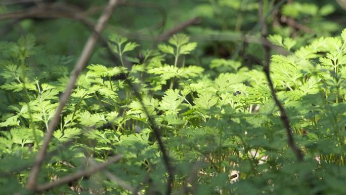 树下绿植一抹阳光实拍