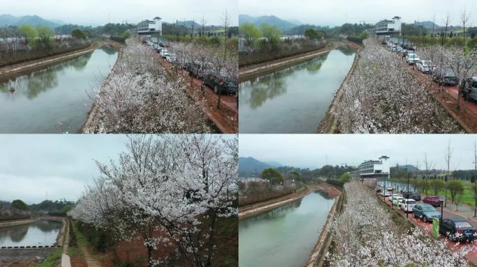 义乌大陈马畈鸽溪樱花风光