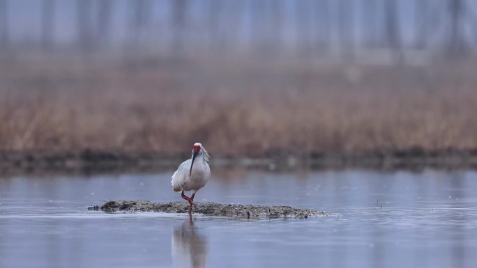 东方宝石、国宝朱鹮在水塘捕泥鳅（十一）