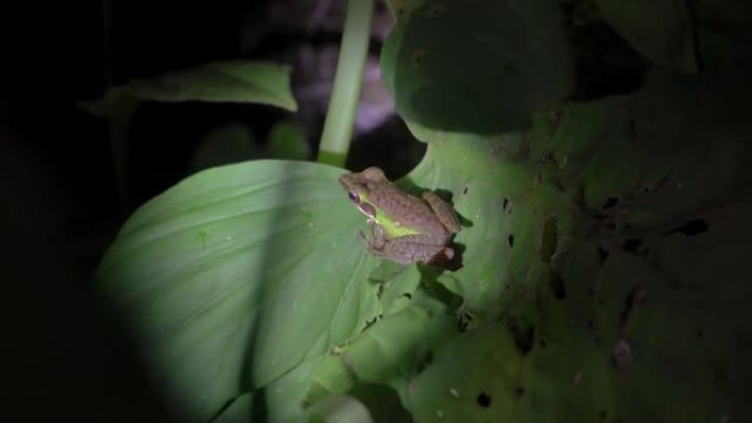 叶子上的马来亚白唇蛙 (Chalcorana labialis)。马来西亚国家公园 (Gunung 