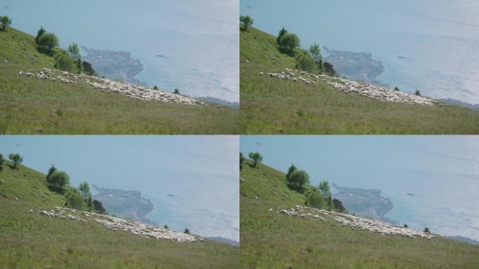 一群绵羊在湖上山上的绿草上