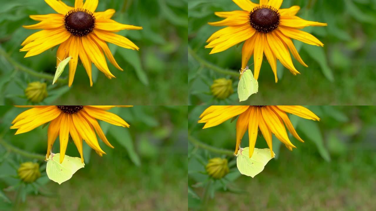 在阳光明媚的夏日里，小努力工作的蜜蜂在花园里采集黄色红花花粉的慢动作微距拍摄。