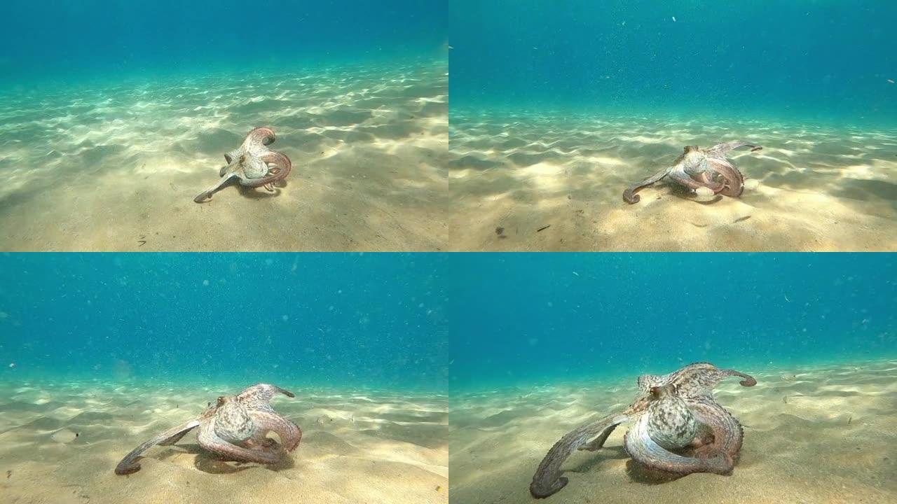 野生章鱼张开双臂水下观察这种生物在地中海试图保护自己游泳。海上一只章鱼