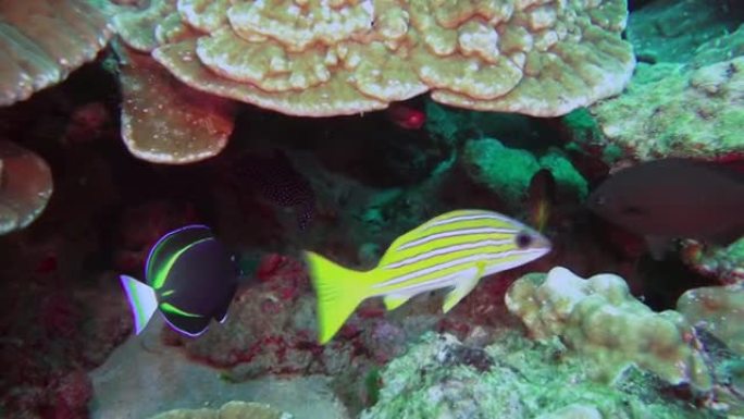 黄色条纹克什米尔鲷鱼山羊鱼在岩石礁上游泳。