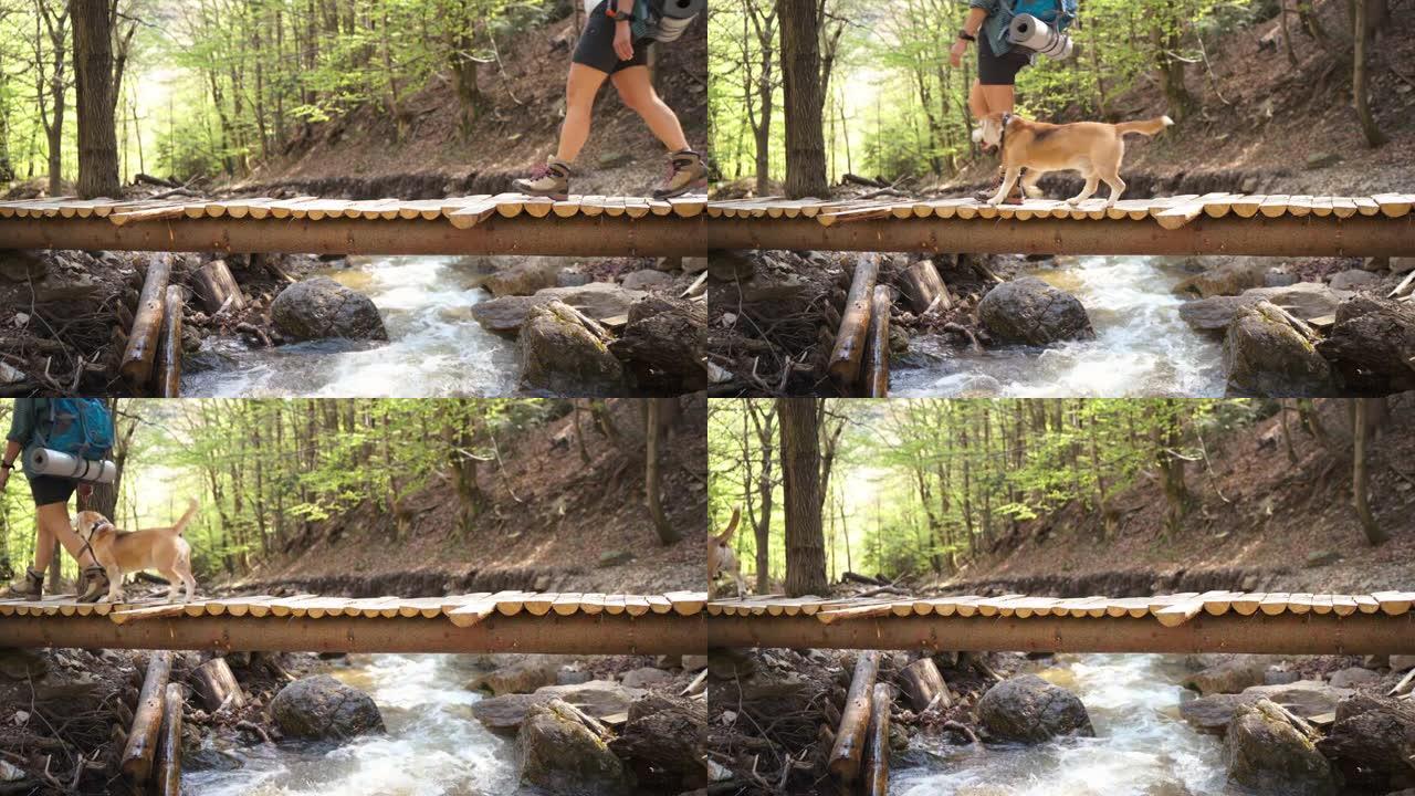 4k女人和她的小猎犬在木桥旁穿越小溪
