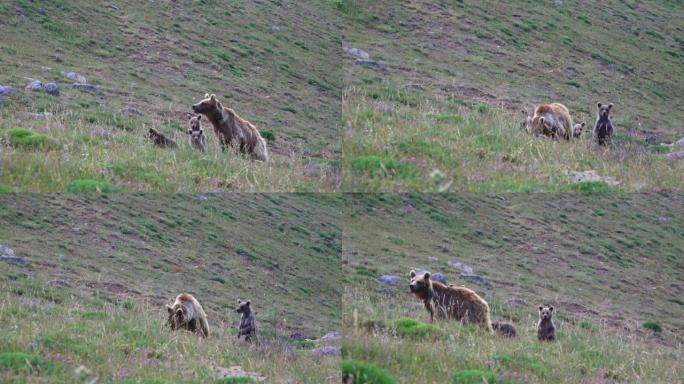 棕熊和三只幼崽