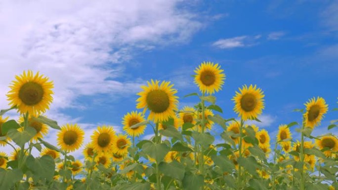 向日葵向日葵花花海