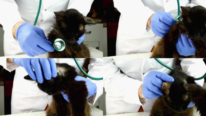 兽医或志愿者检查了听诊器健康的破旧生病的杂种黑猫，覆盖着伤口，带状疱疹和结痂。