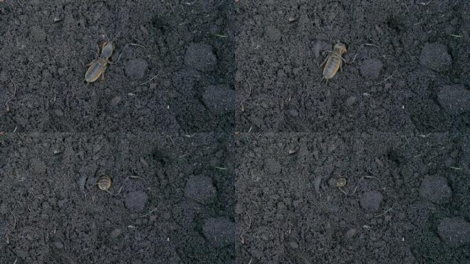 在土壤中挖掘欧洲痣，Gryllotalpa gryllotalpa花园害虫