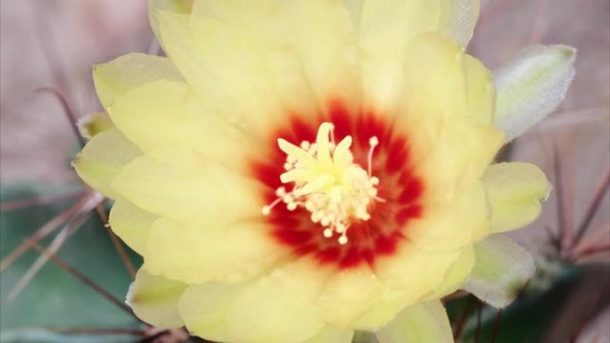 黄色仙人掌花从芽到花开花的延时镜头，4k电影，特写b卷镜头，缩小效果。