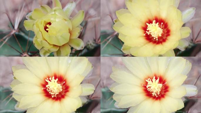 黄色仙人掌花从芽到花开花的延时镜头，4k电影，特写b卷镜头，缩小效果。