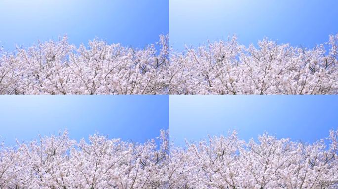樱花的风景蓝天花枝微风