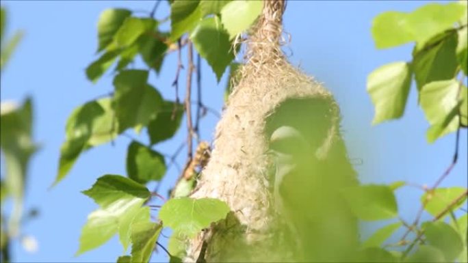 欧洲鸣禽欧亚摆锤山雀，Remiz pendulinus挂在一个新建造的巢上