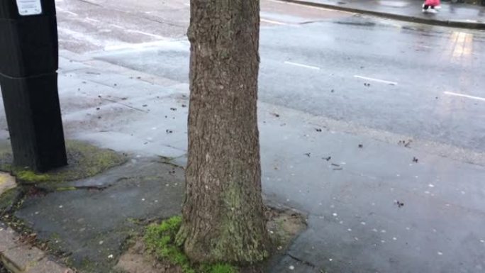 普通al (Alnus glutinosa) -树干/伯乐