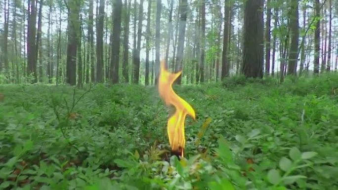 苏美尔日在松树林中燃烧蜡烛