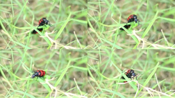 红色条纹甲虫在草地上行走
