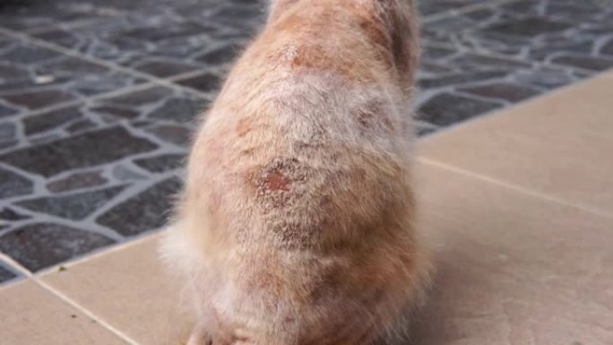 特写的癣，皮肤真菌感染在流浪猫的身体后面。