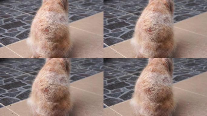 特写的癣，皮肤真菌感染在流浪猫的身体后面。