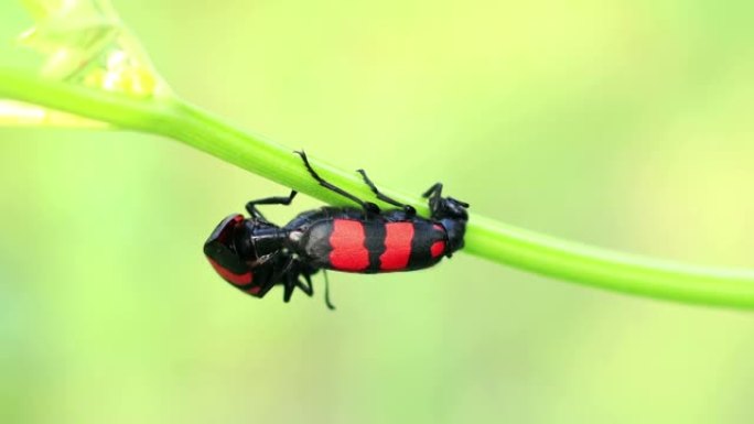 天然植物上的红色条纹水泡甲虫