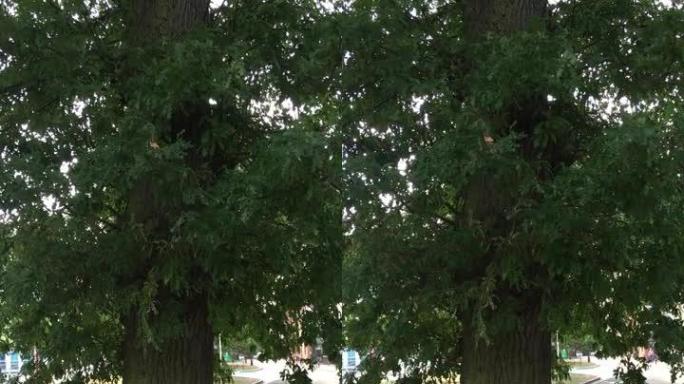 火鸡橡树 (栎树)-树干和下部树冠