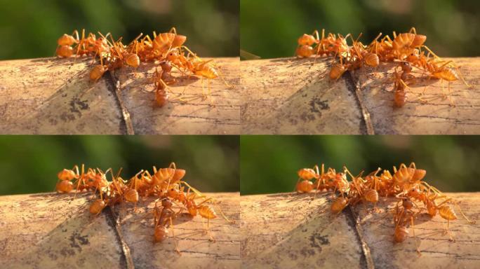 蚁群特写微距实拍视频素材
